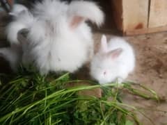 English angora