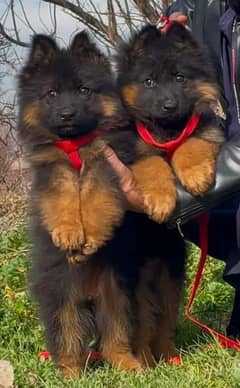 German Shepherd puppy | long coat German Shepherd puppies| GSD Dog