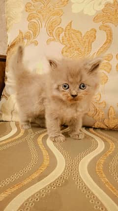 5 Russian Blue Kittens