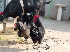 Breader Black australorp and Lohmann Braun and Lohmann Black