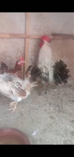 Golden Misir hens or murgha for sale