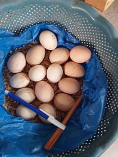 Aseel eggs available for sale/-