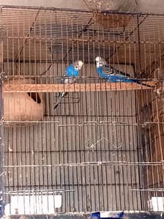 blue budgies breeder pair for 2 years with history for sale