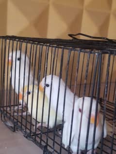 Love birds Albino, cremino,decino