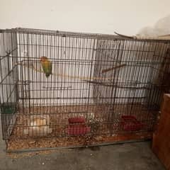 lovebird Pair 1 Cage 3 box