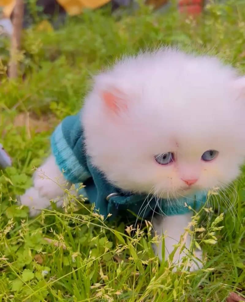 Persian kittens | Punch Face | Triple Coated | Doll face | CAT 1