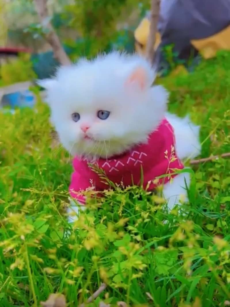 Persian kittens | Punch Face | Triple Coated | Doll face | CAT 0