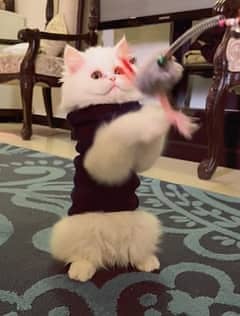 Persian kittens | Punch Face | Triple Coated | Doll face | CAT 6
