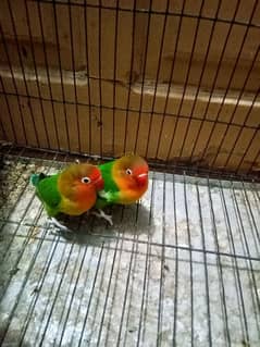 Breeder Love birds Pair