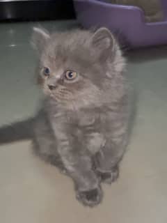 Persian Kitten for Sale (Triple Coated)