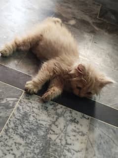 Persian cat for sale