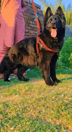 German Shepherd Female For Sale / Black German Shepherd