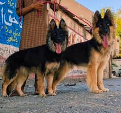 German Shepherd Long Coat Pair For Sale