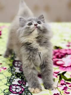 Persian Kittens | Punch Face | Triple Coated | Kittens | M / F |