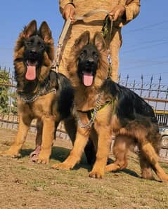 German Shepherd Long Coat Pair For Sale