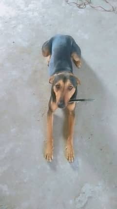 Doberman Pinscher