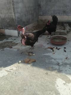 desi hen for sell