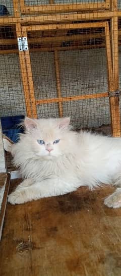 Persian male cat for sale