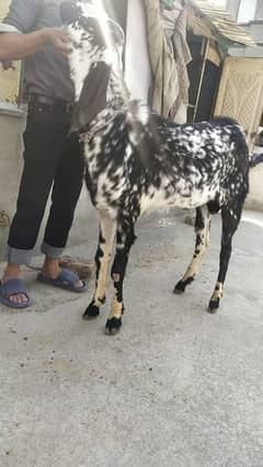 bakra for sale