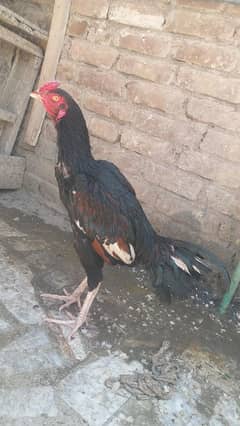 aseel lasaani murgh for sale