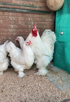 white heavy buff chicks