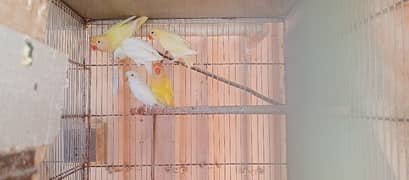 lovebirds