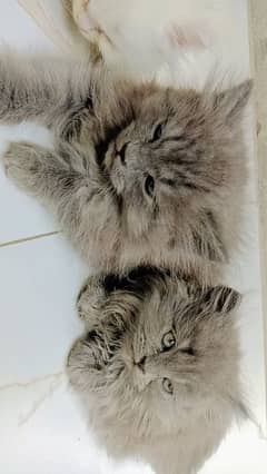 Persian kittens and cats | Punch Face | Triple Coat | fluffy | cat