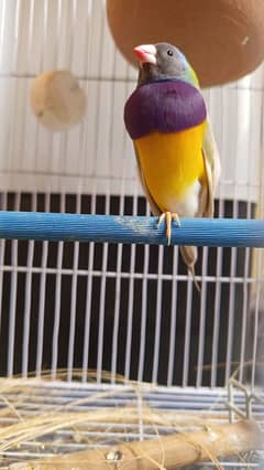 Gouldian