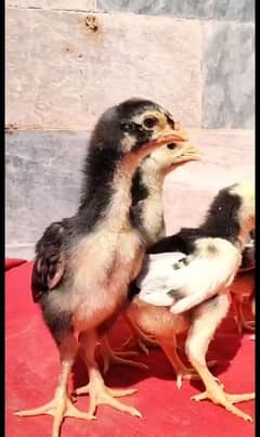 shamo chicks 03284367478