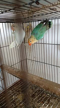 Kashmiri love bird breedr pair