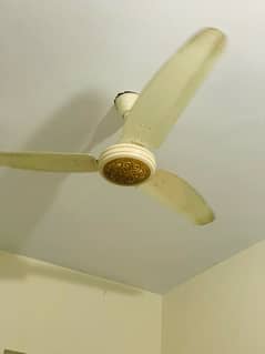 Fan for sale