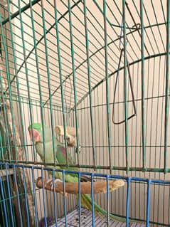 Male and Female of Raw parrot. Ready to breed