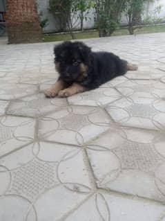 German shepherd male for sale