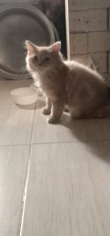 Persian cat 5