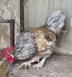 Male Chicken for Sale