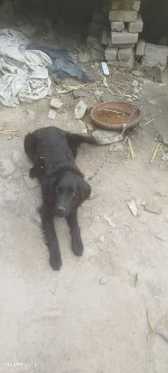 male labra dog 8 months black colour