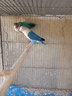 Blue/ino