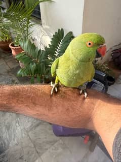 Tamed Green parrot