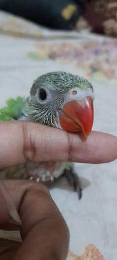 Ringneck Parrot Chick