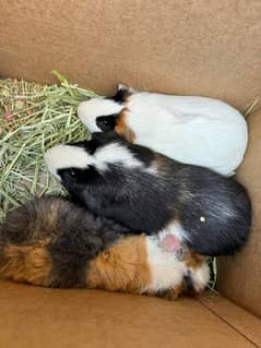 guinea pig pair in different colors