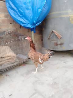 2 aseel cross hens 1 golden misri hen 03074800614