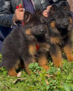 German shepherd puppies My WhatsApp No 032<0382+21>28