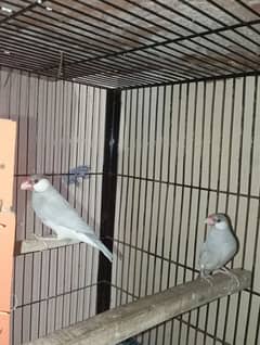 silver java  finches for sale