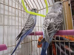 Australian Parrots Budgies Semi Hand Tammed