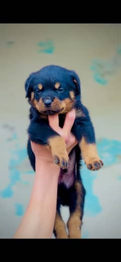 Extreme Quality rottweiler pupps