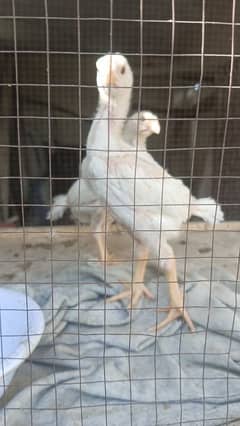 White O Shamo | King Size Shamo  |  Chicks | Shamo Pair | Hen For Sale