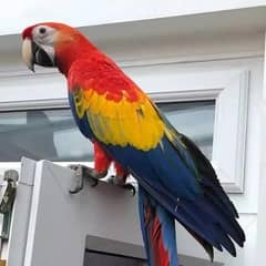 red macaw parrot urgent sale 03=49=68=26=931