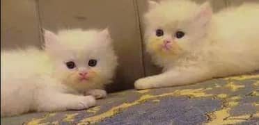 Persian kittens