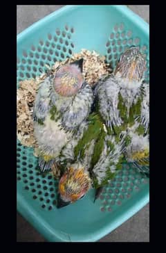 Sun conure chicks for sale