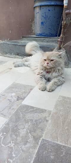 Persian Male Cat